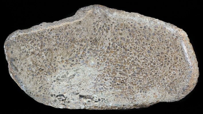 Large Polished Agatized Dinosaur Bone Section - #38814